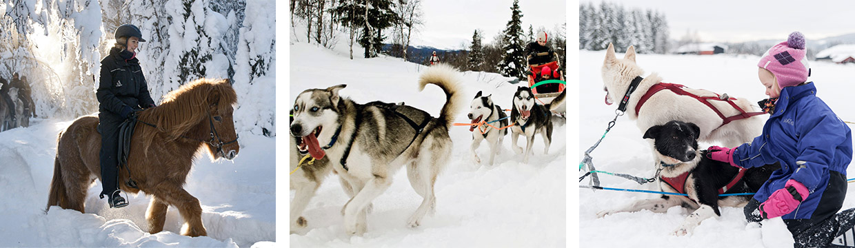 Vinter - Hest og hund i Innlandet